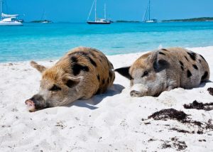 Big Major Cay (Pig Beach)