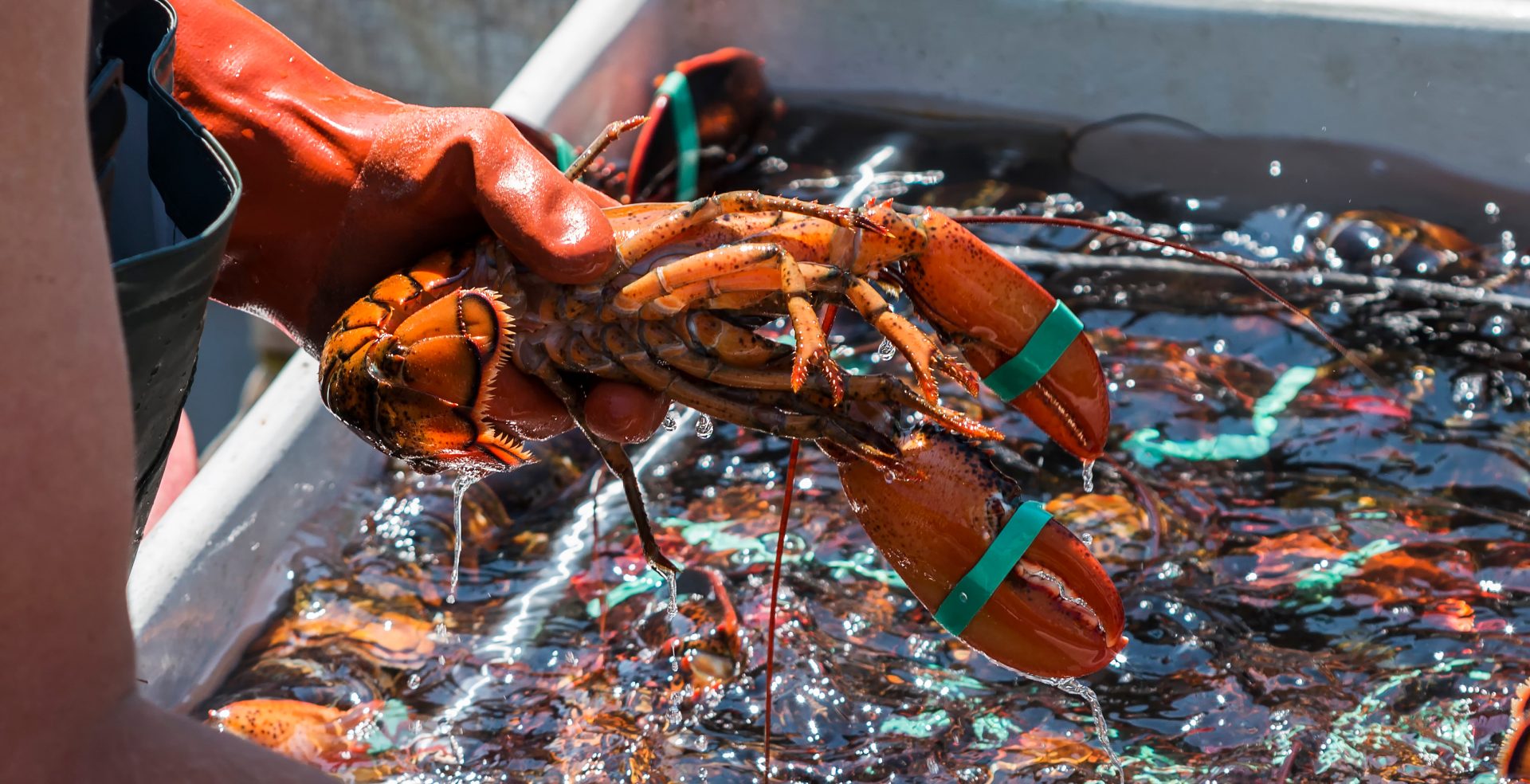 New-england-fresh-lobster